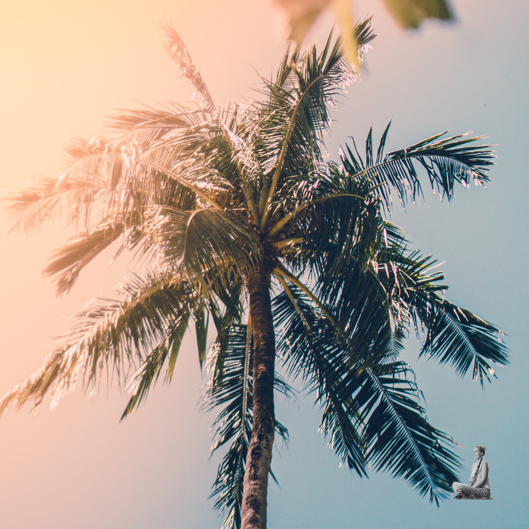 Palme Summerspecial- unsplash Palme-gegen die Sonne